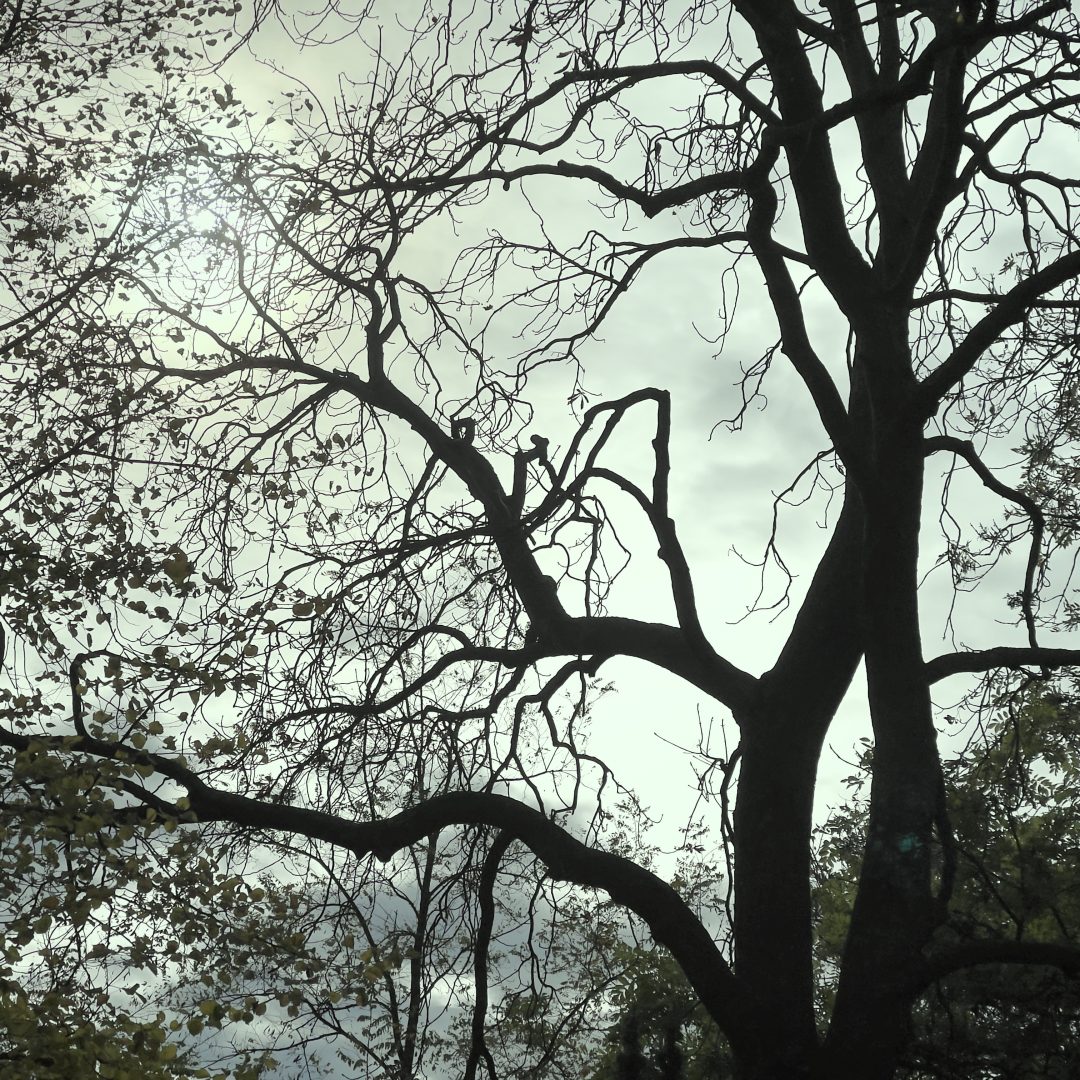 Wald