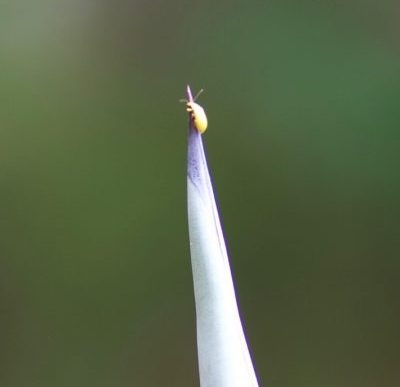 Insekten
