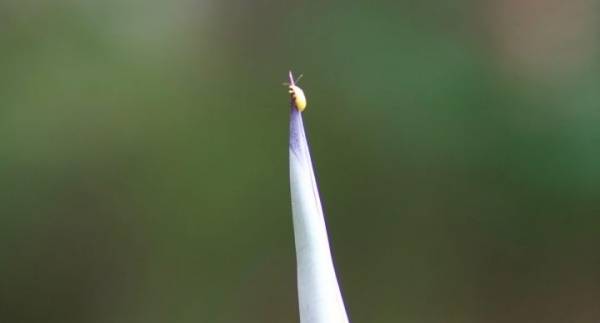 Insekten