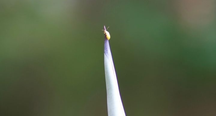 Insekten